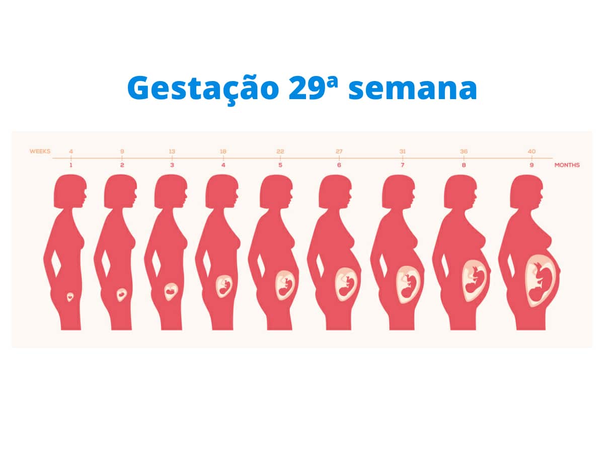 Gravidez Passo A Passo 29 Semanas 